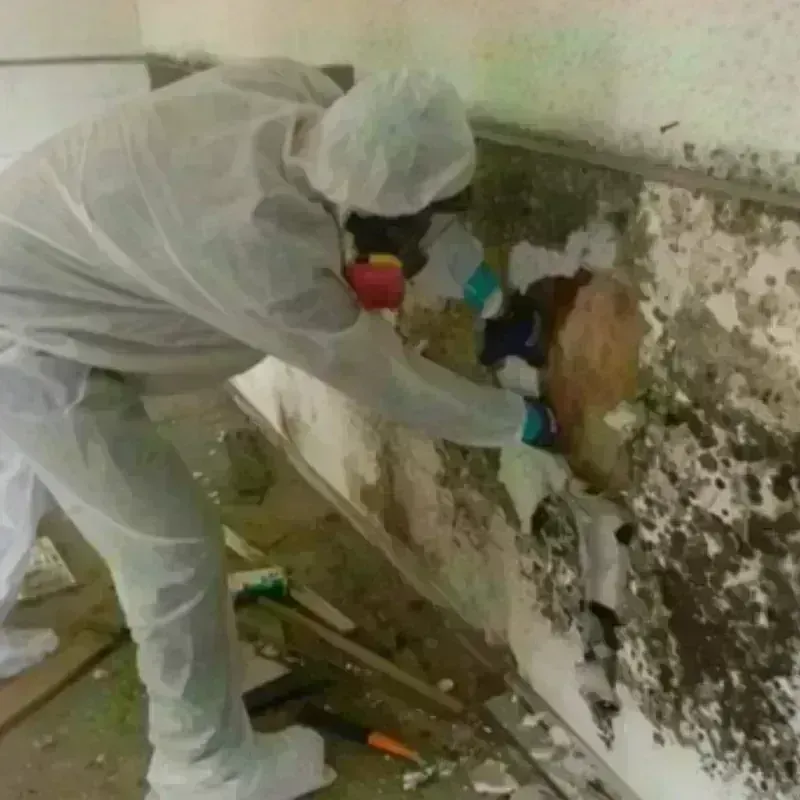 Mold Remediation and Removal in Jefferson County, KY